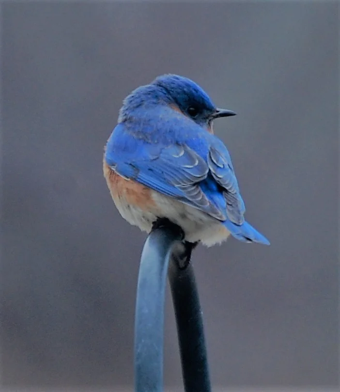 Bluebird