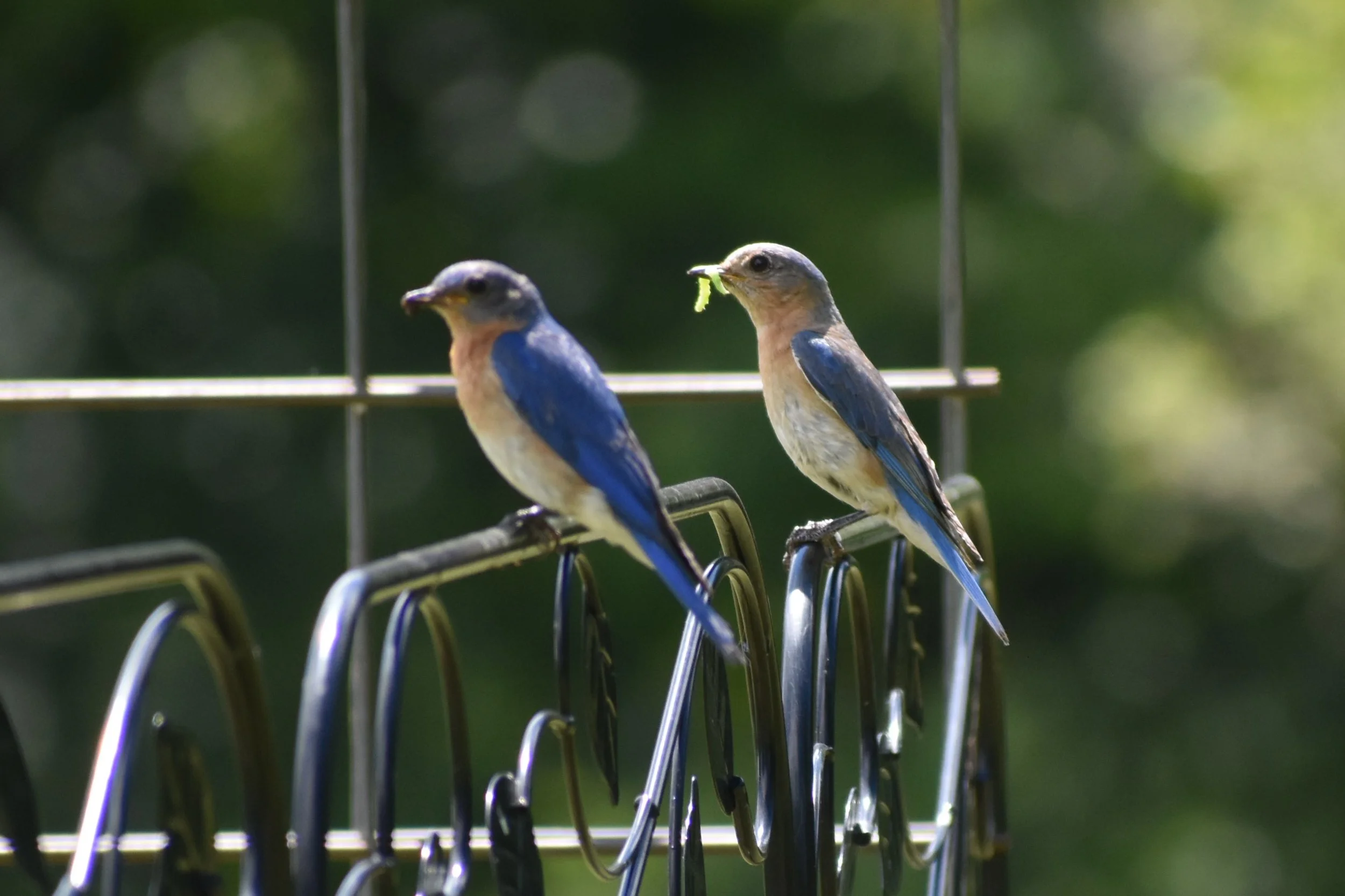 Bluebird nesting pair