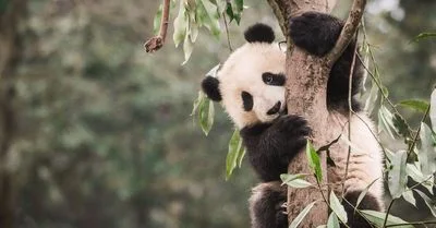 26TB-PANDA-facebookJumbo.jpg