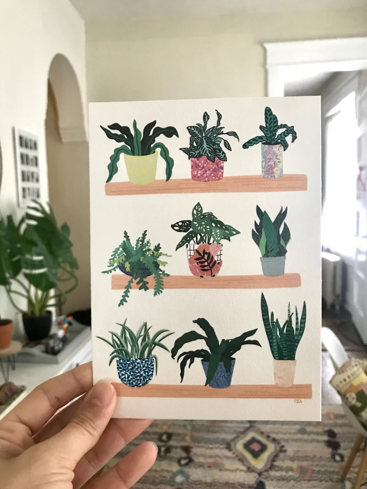 bauhaus plants Striped Sun