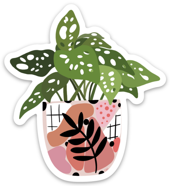philodendron erubescens white princess Shop Variegated Philodendron White Princess Mature Plant main image 0
