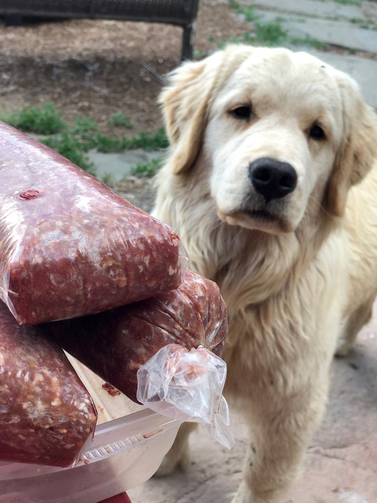Why Raw Meat Is Good For Dogs