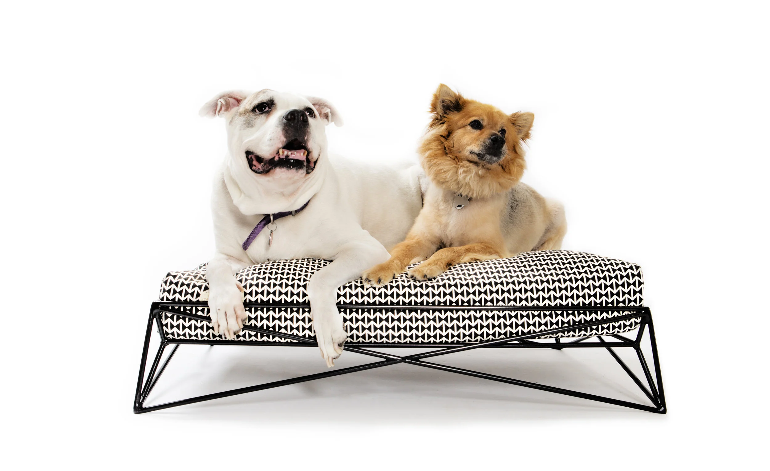M|D Black DBB Cushion Dogs HR.jpg