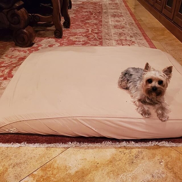 This XL B&amp;G Martin dog bed fits Ivy&rsquo;s personality @ittybityivy