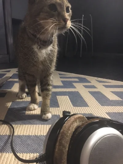Daisy in studio giving her feedback on the new Precision tracks.