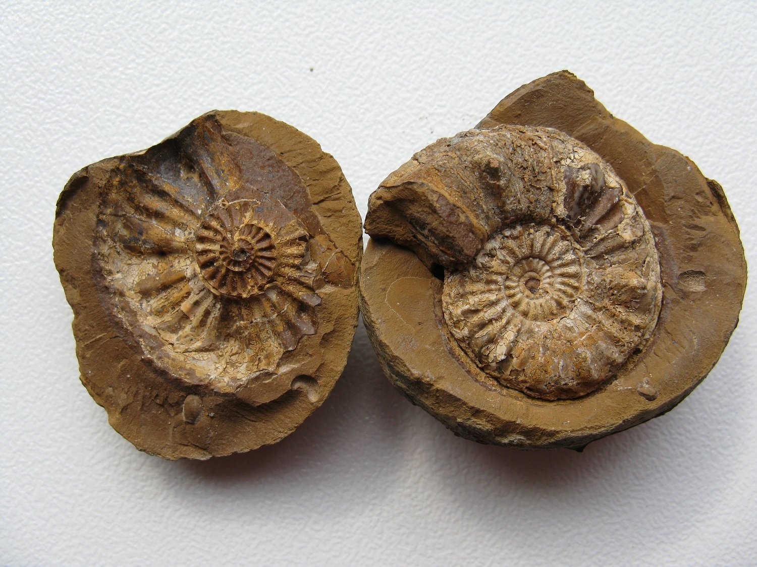 ammonites-1312298_1920.jpg