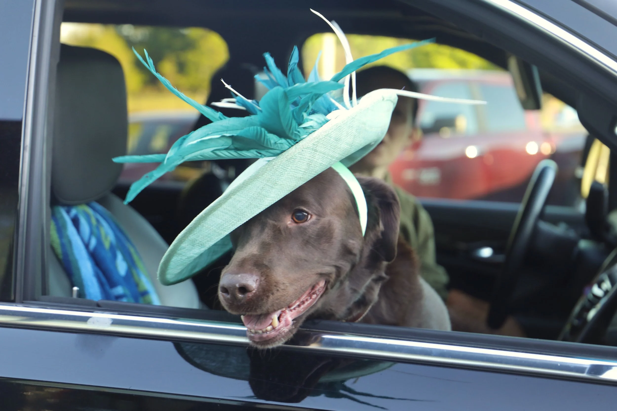 DOGGY DERBY DAY