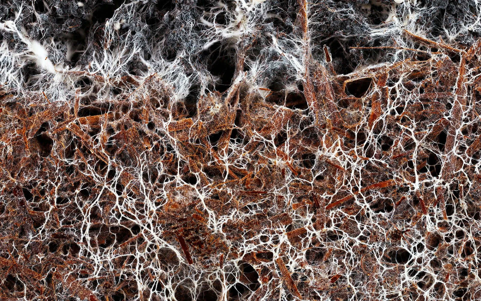 mycorrhizae-image.jpeg