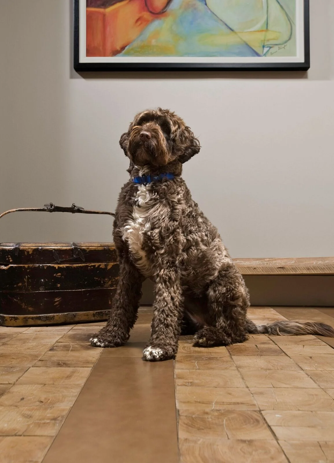 Dog on Leather - Chablis.jpg
