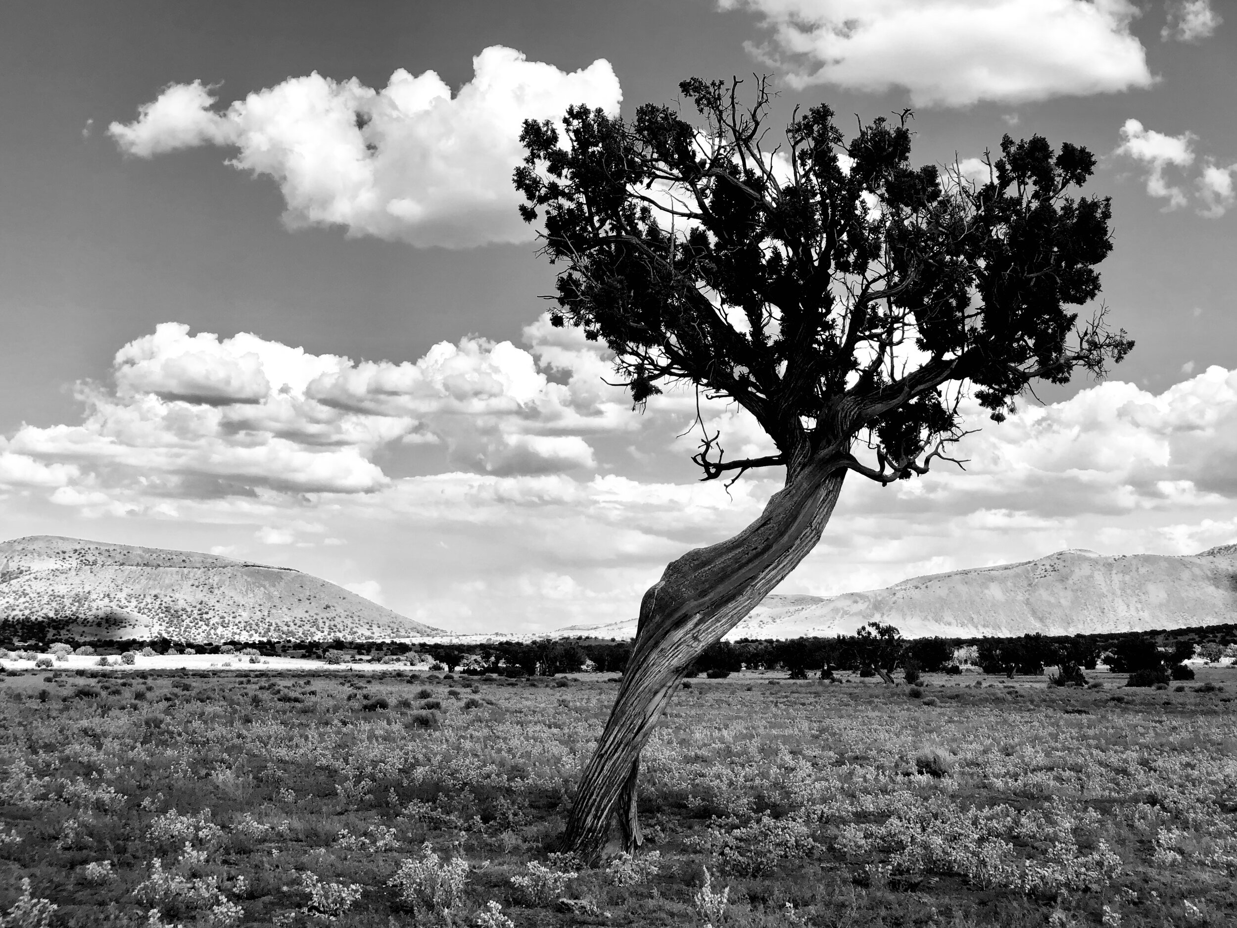 E0383214-A4E3-40D2-B162-238885B9CFDD_1_201_a.jpeg