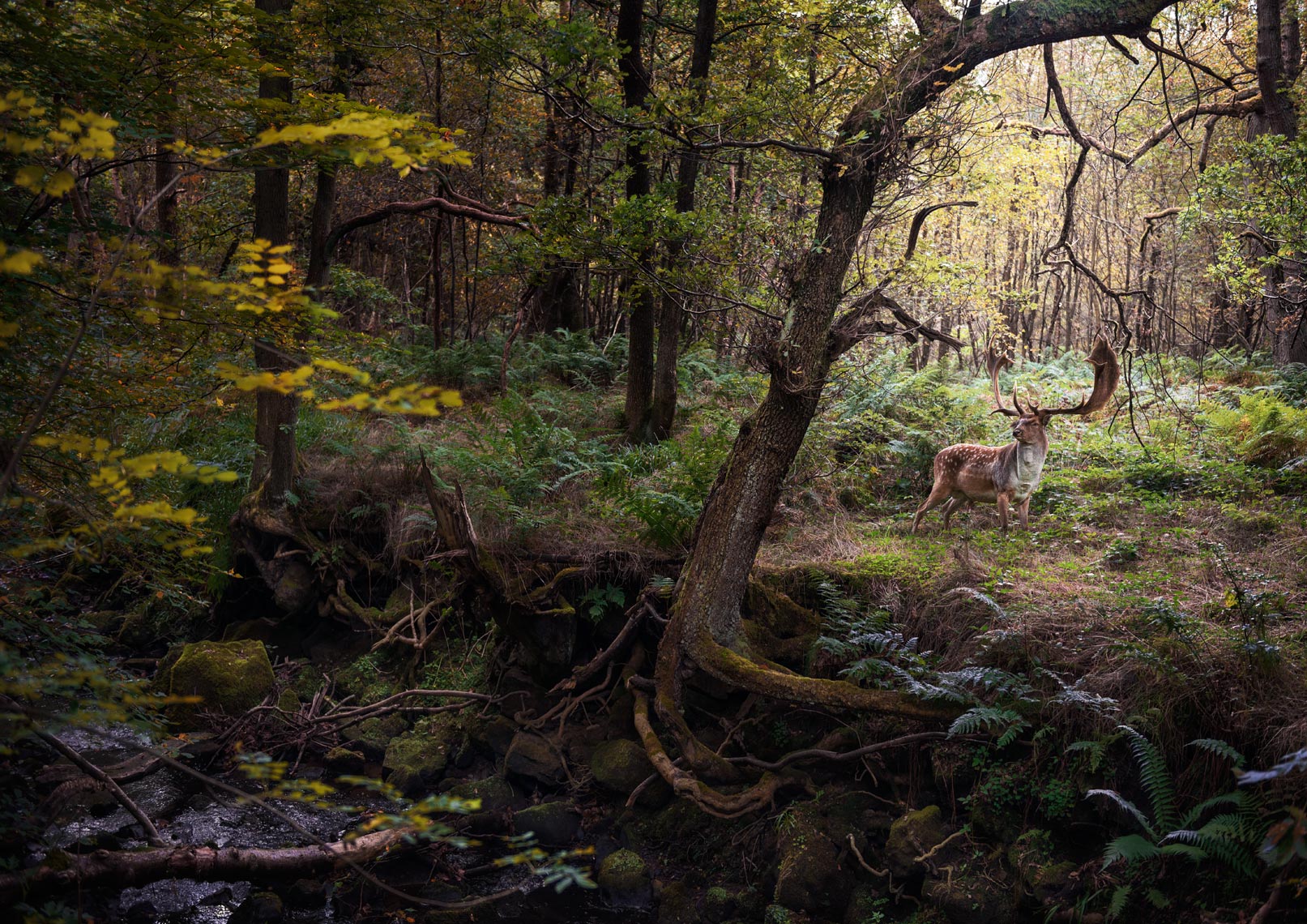 Deer by Stream