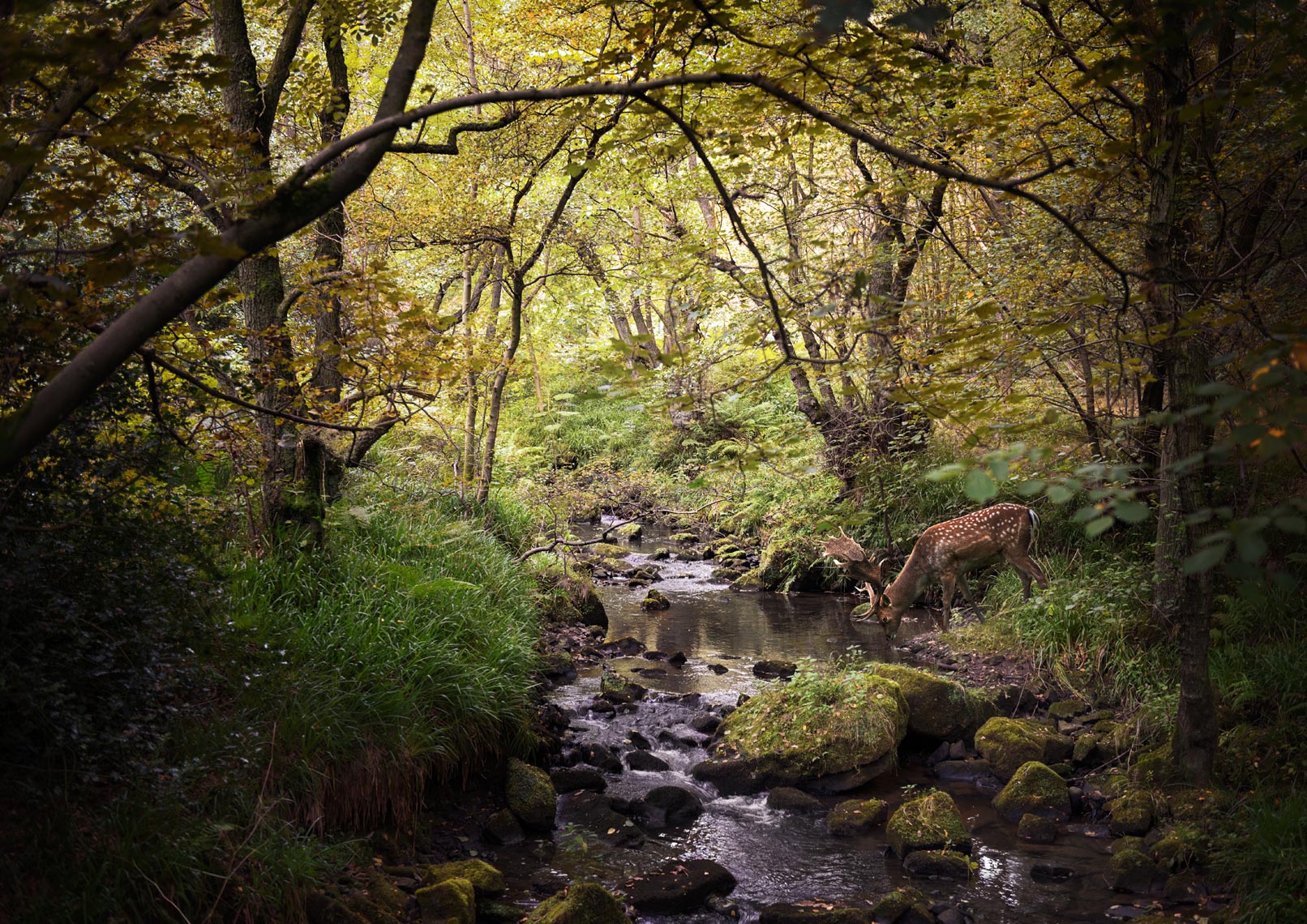 Deer Drinking from Stream