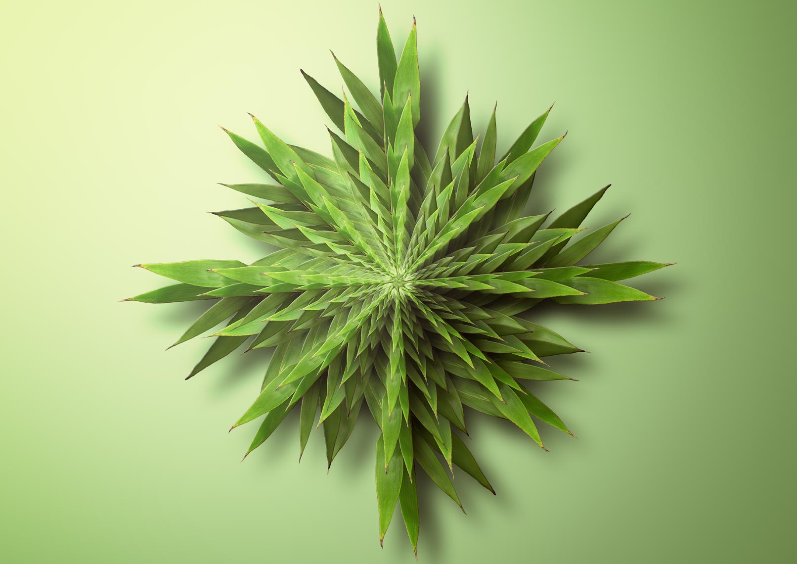 Bamboo Fractal