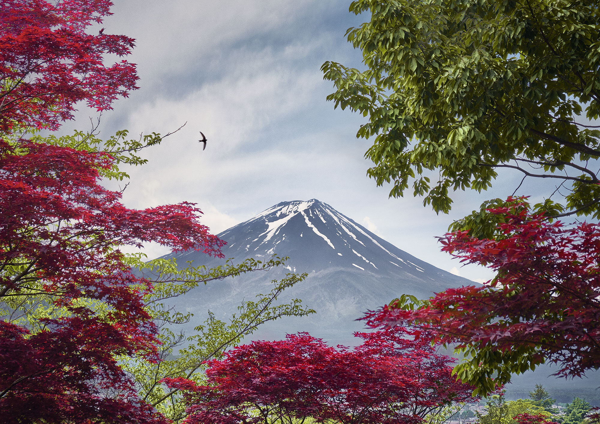 Mt. Fuji Maple Trees