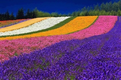 Spring_Rainbow_Field_of_Flowerse21cfb.jpg