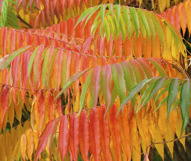 FALL-COLORS.jpg