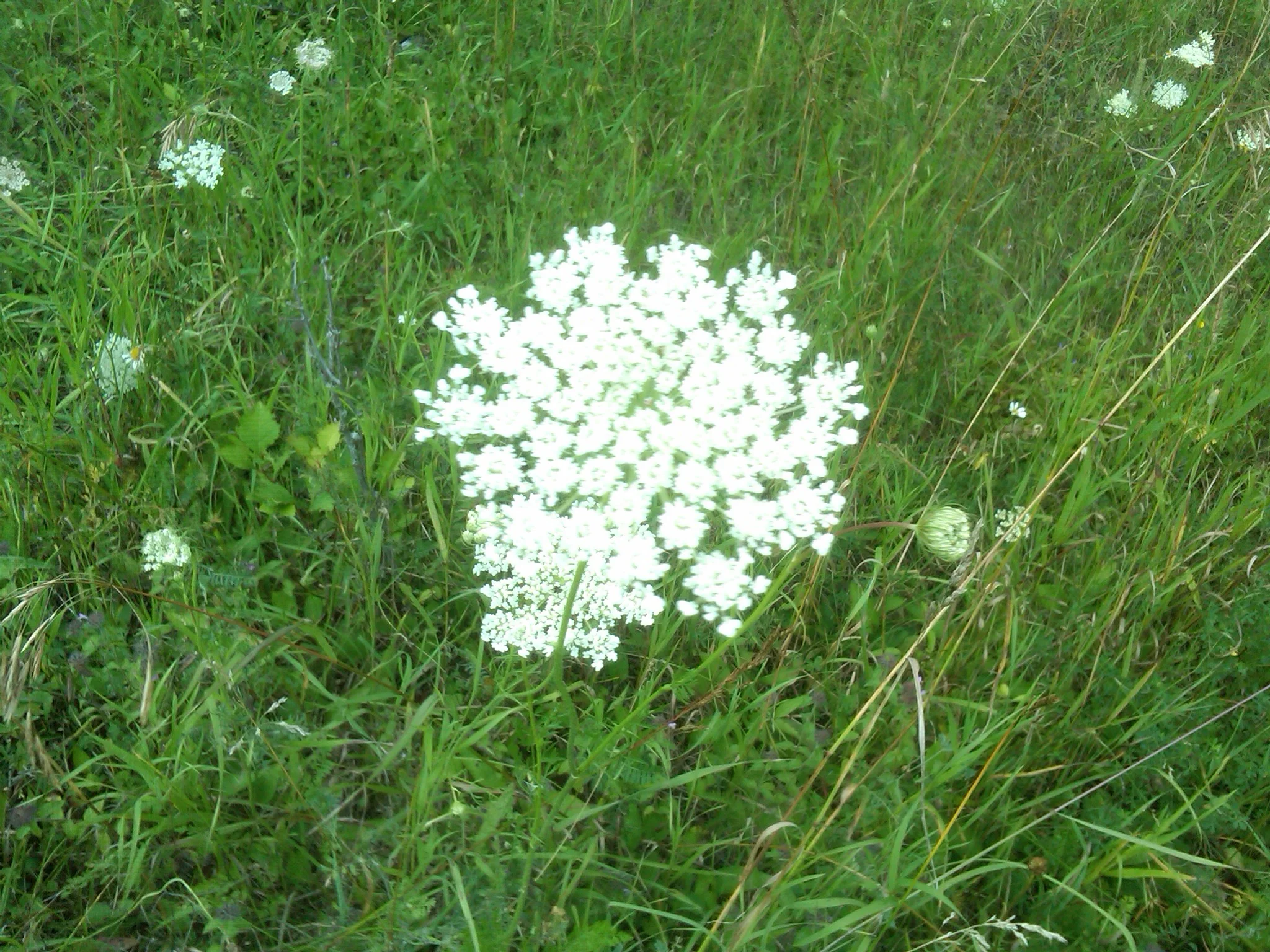 Hilton-20130801-00335.jpg