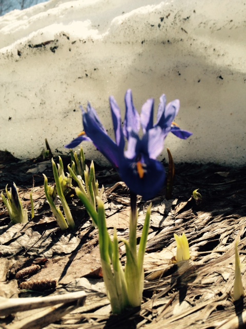 Crocus-spring-Copy-2.jpg