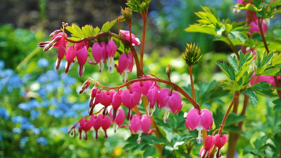 bleeding-heart-748549_960_720.jpg