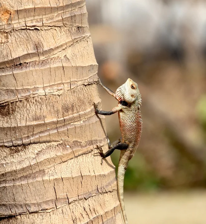 lizard-1022995_960_720.jpg