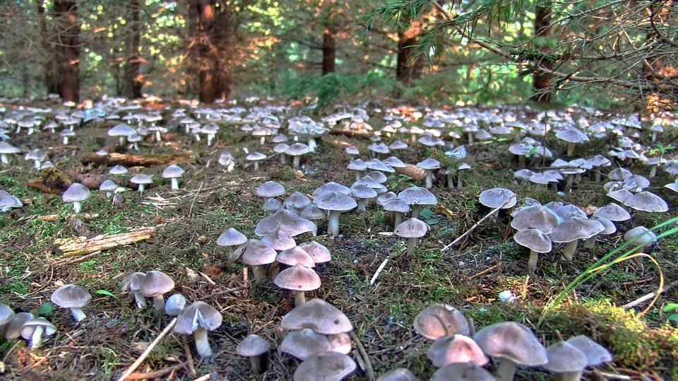 mushroom-601624_960_720.jpg