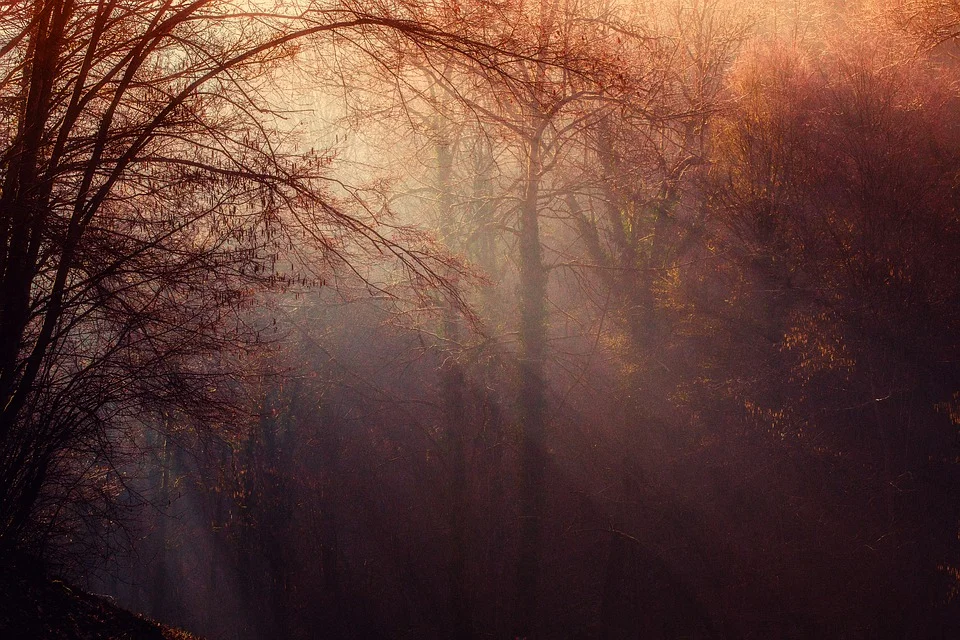 forest-1225983_960_720.jpg