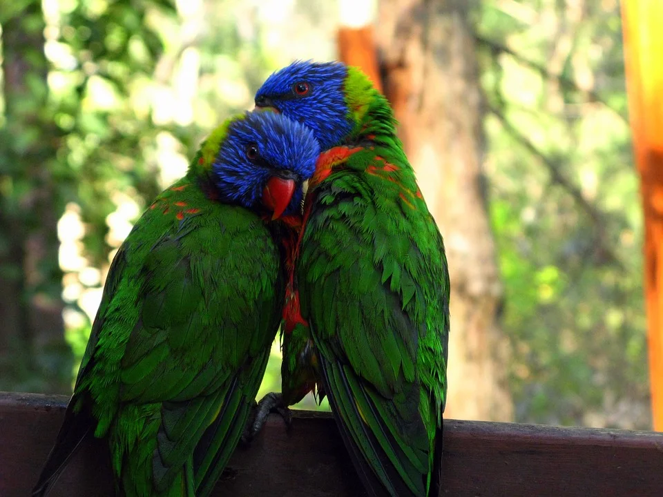 rainbow-lorikeet-947196_960_720.jpg