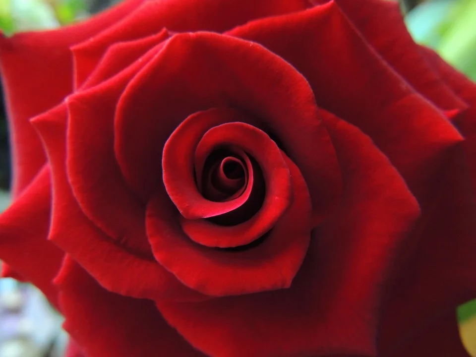 red-1199039_960_720.jpg