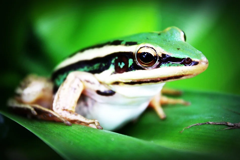 treefrog-765123_960_720.jpg