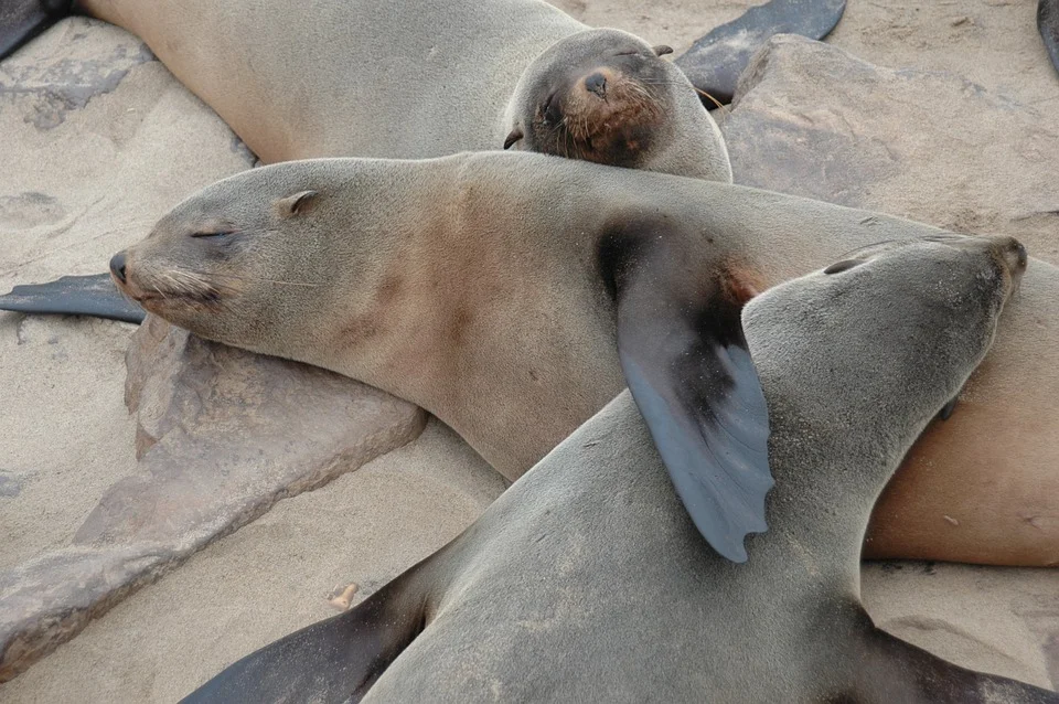 seals-469154_960_720.jpg