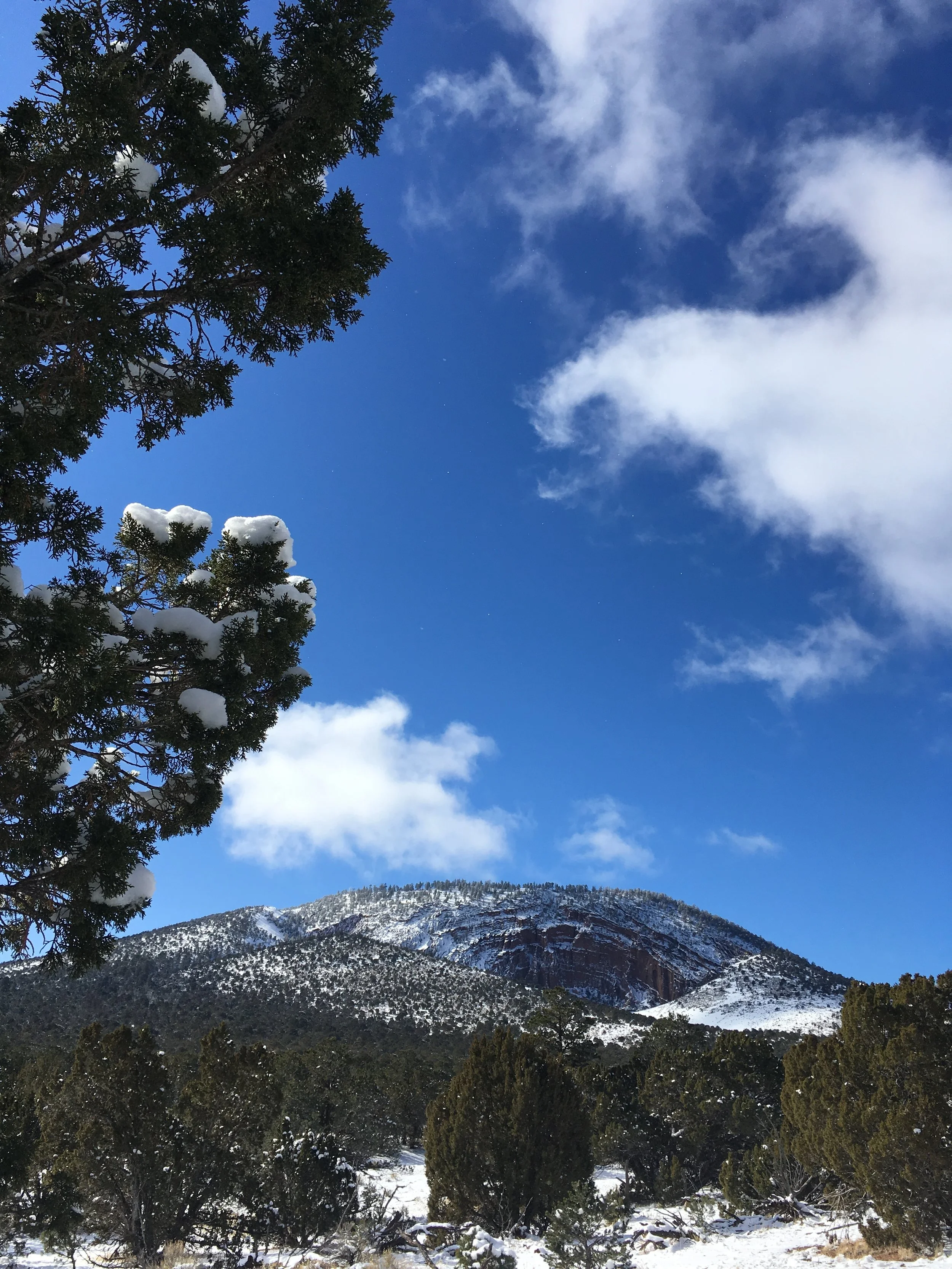 snowy cinder cone mountain blue sky fluffy white clouds in background, piñon trees in foreground.
