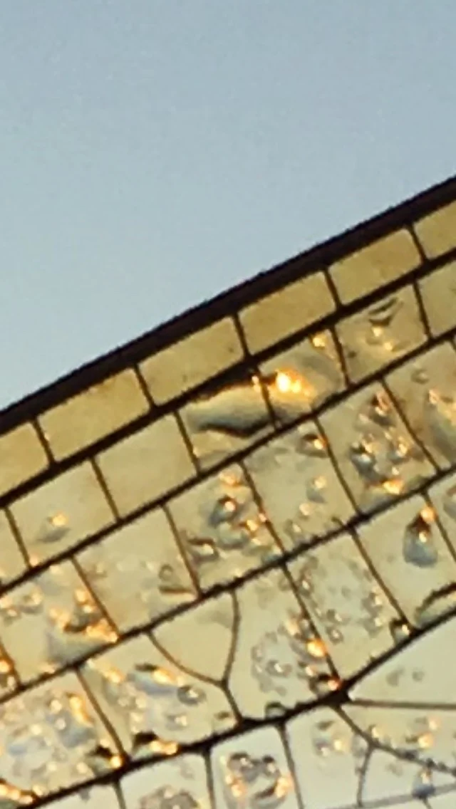 gray blue morning sky in upper left, close up detail of a dragonfly wing in foreground bottom right half of image.