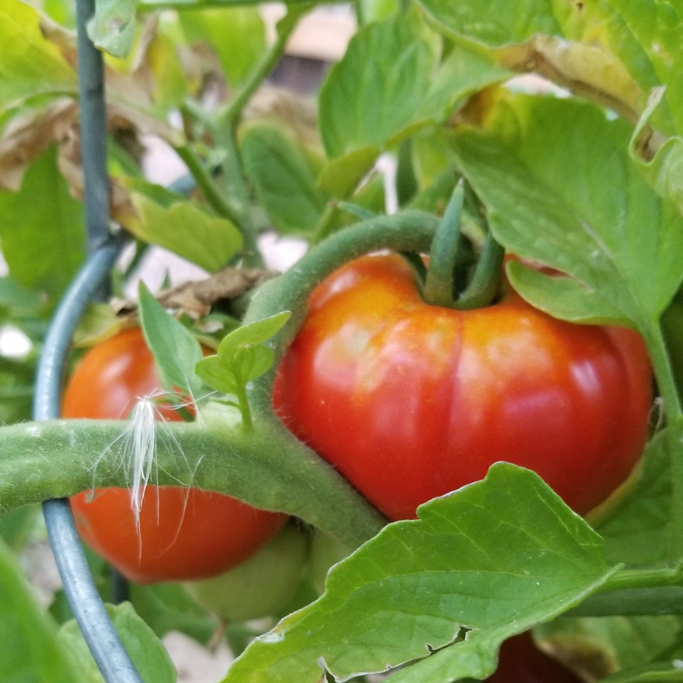 2019 - tomatoes.jpg