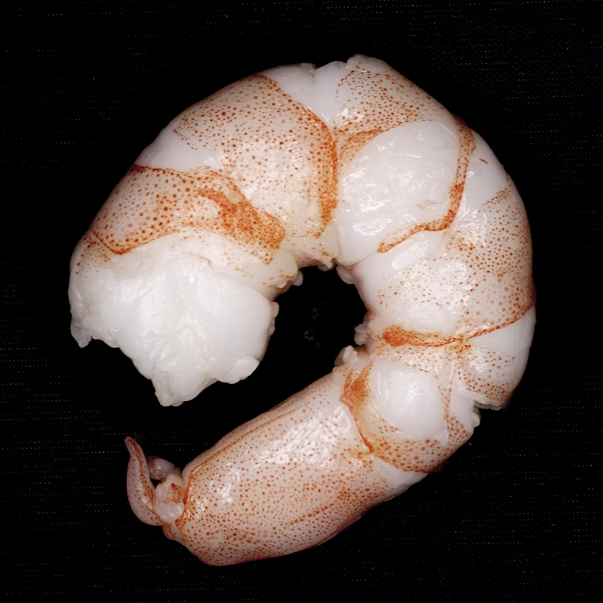 shrimp3 copy.jpg
