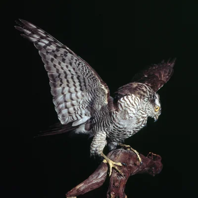 1_sparrow_hawk2.jpg