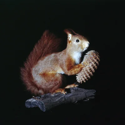5_squirrel2.jpg