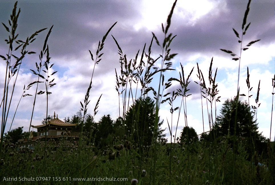 grass.jpg