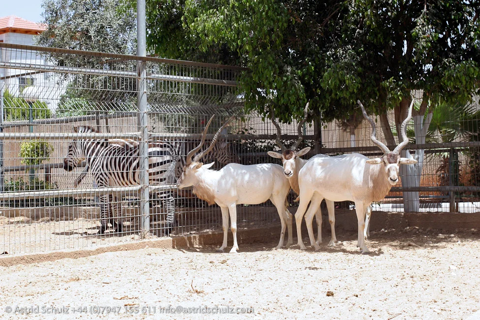 addax.jpg