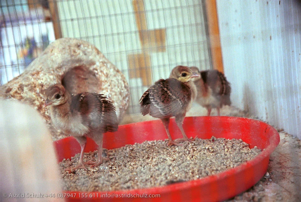 chicks.jpg