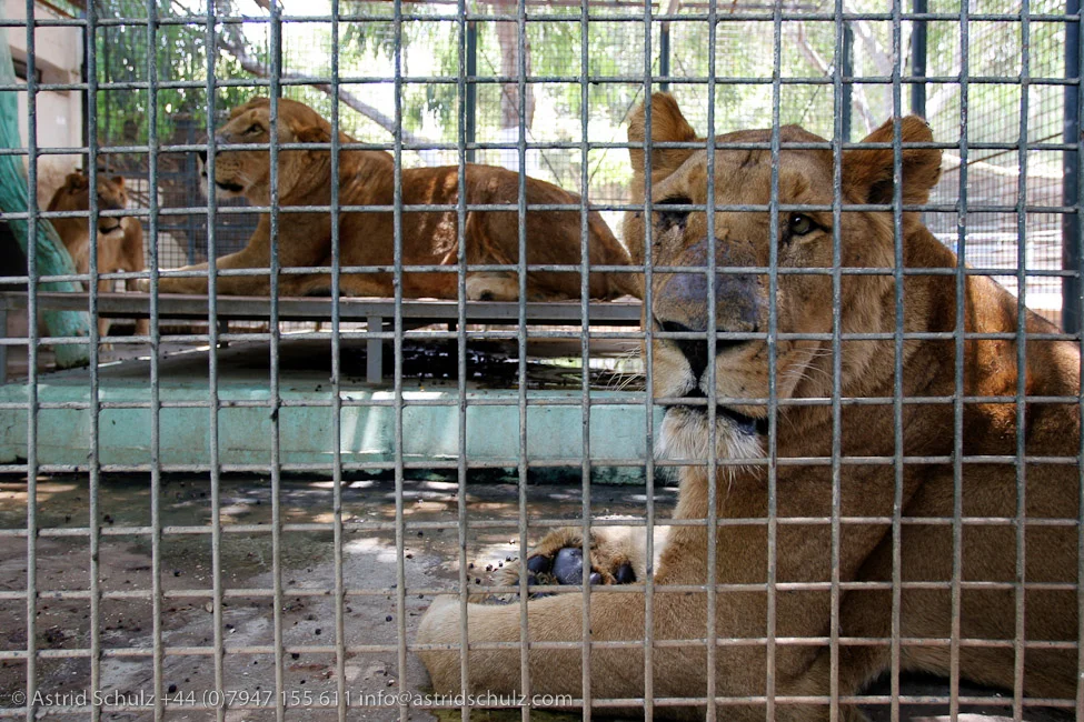 new_lions.jpg
