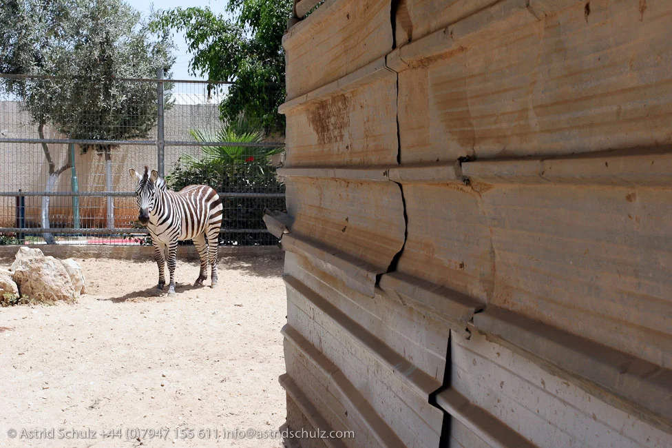 zebra1.jpg