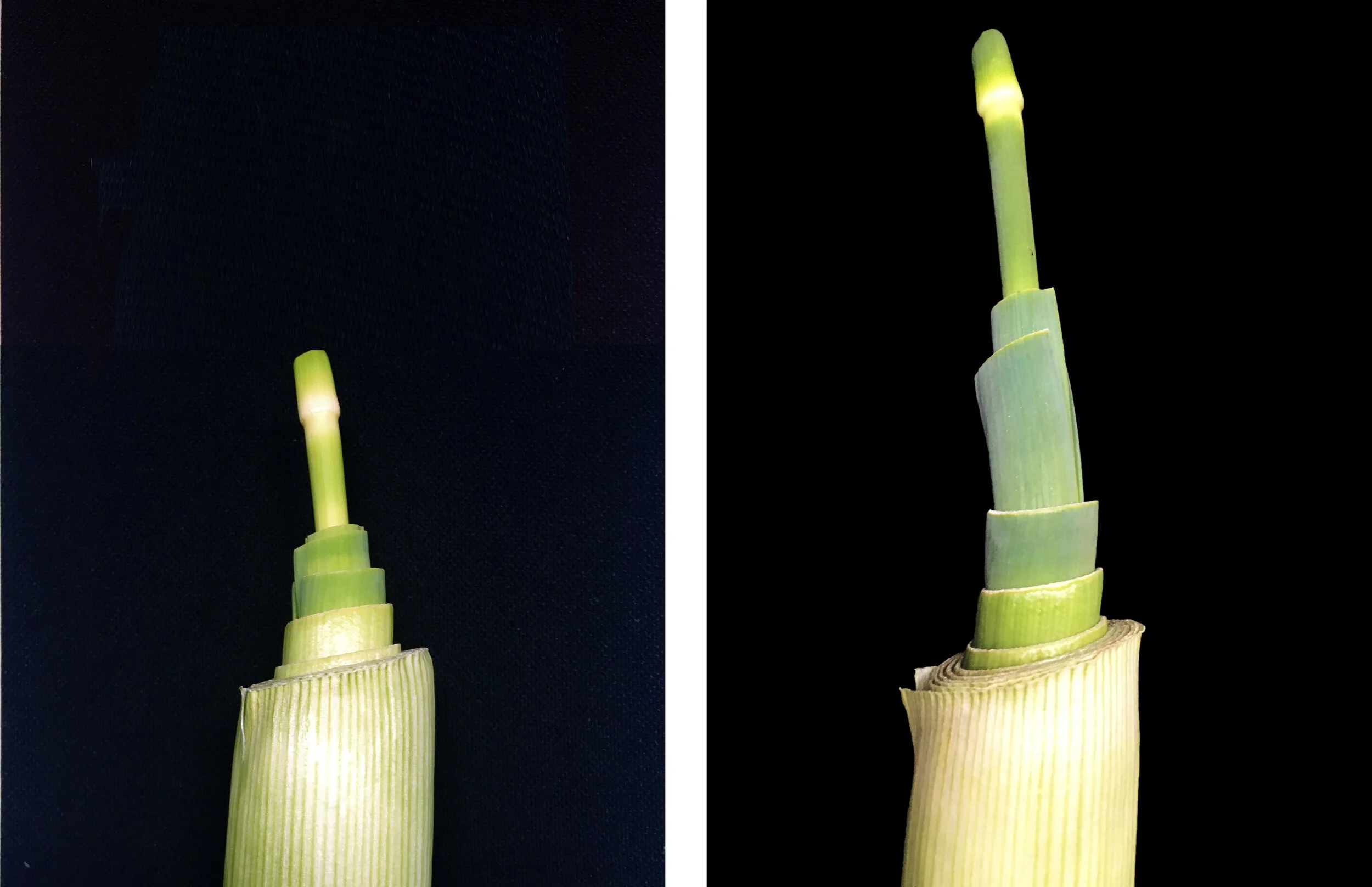 Climax during dinner.