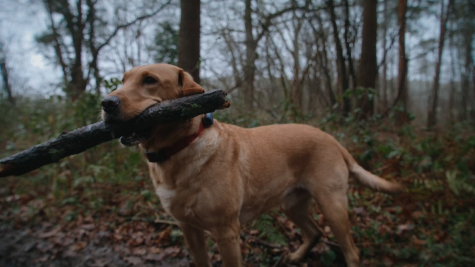 PetLink - Online Promo - Editor/VFX