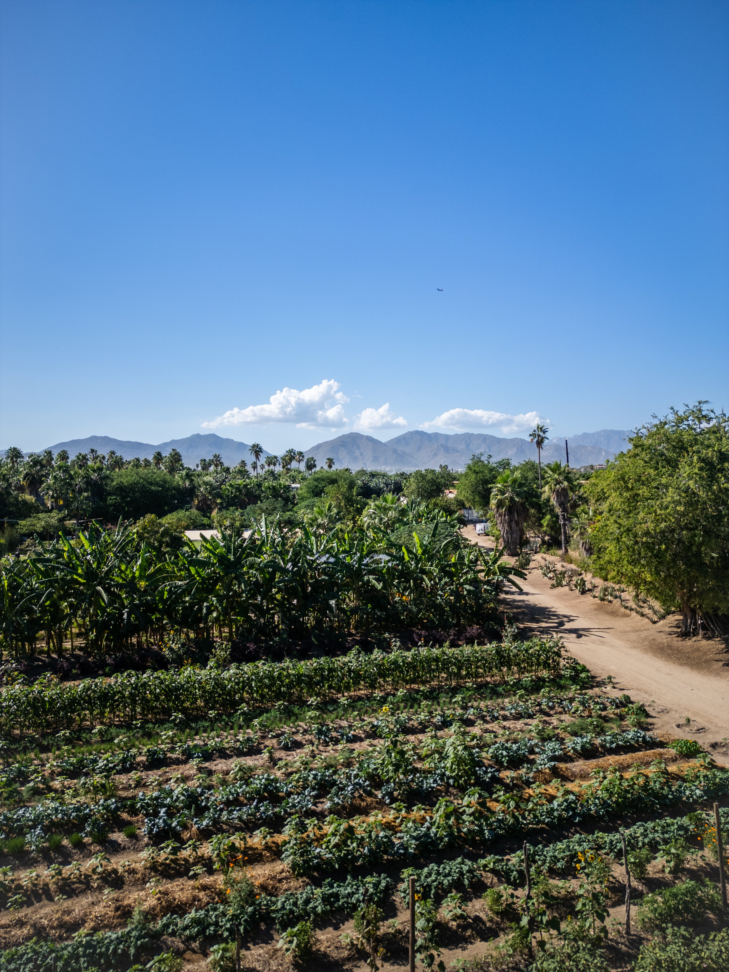 FLORA FARMS_JAN-2026-4.JPG
