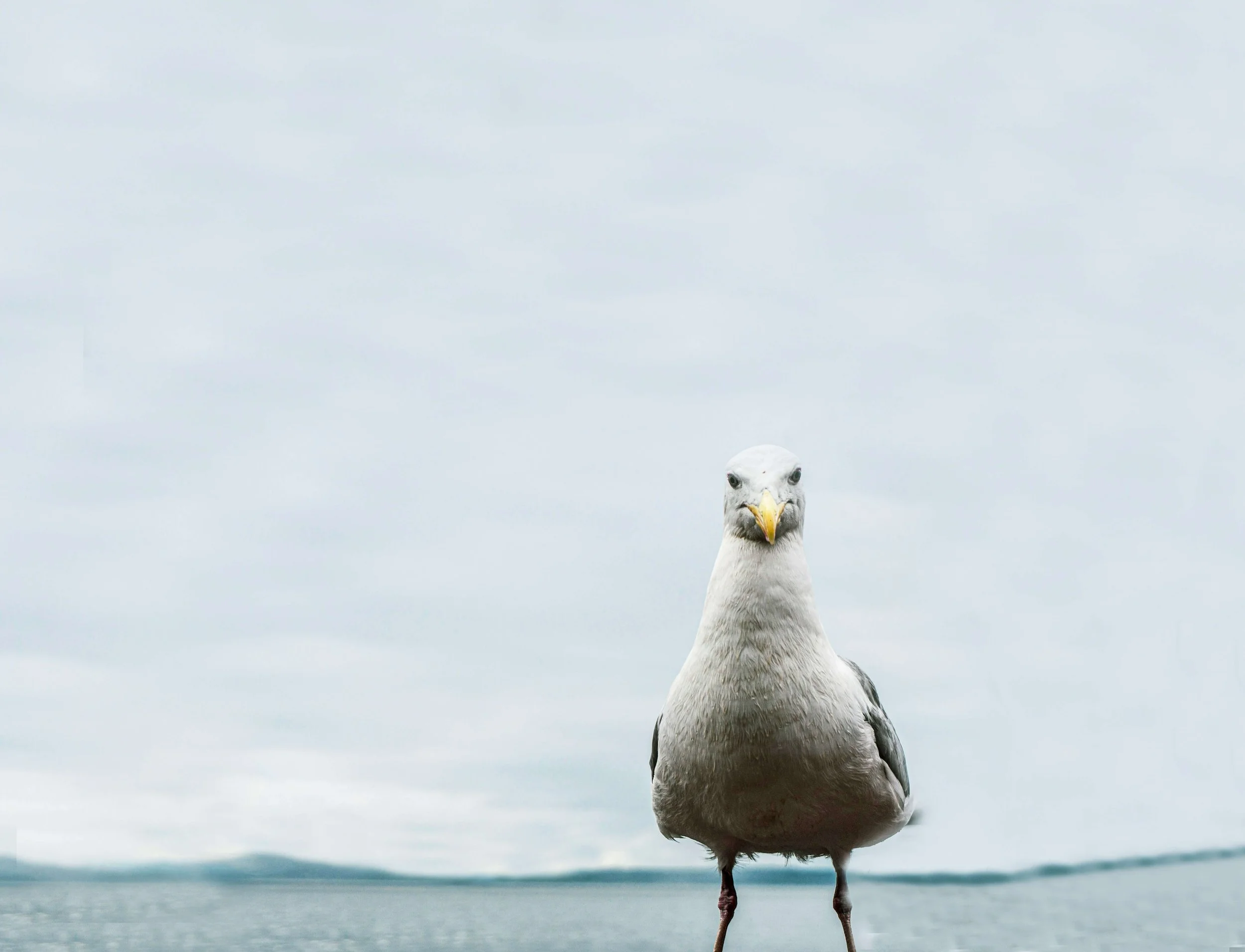 A seagull staring straight at the camera with the ocean and open sky behind him. Represents anxiety counseling Seattle.