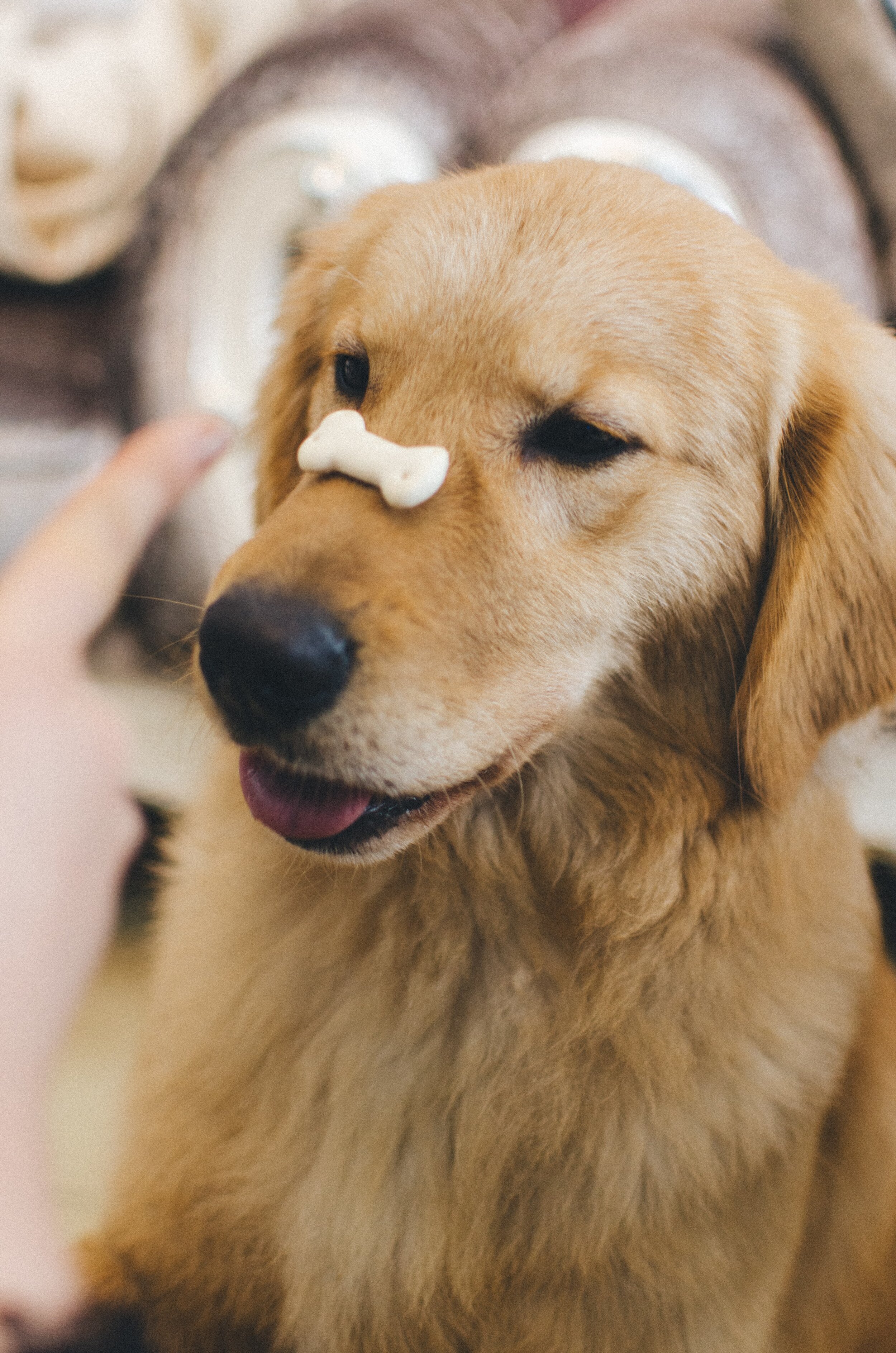 What do dog training and family therapy have in common?