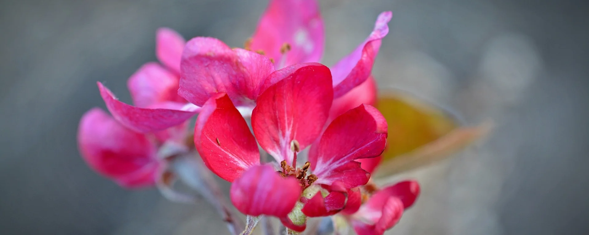 apple-blossom-2290723_1920.jpg
