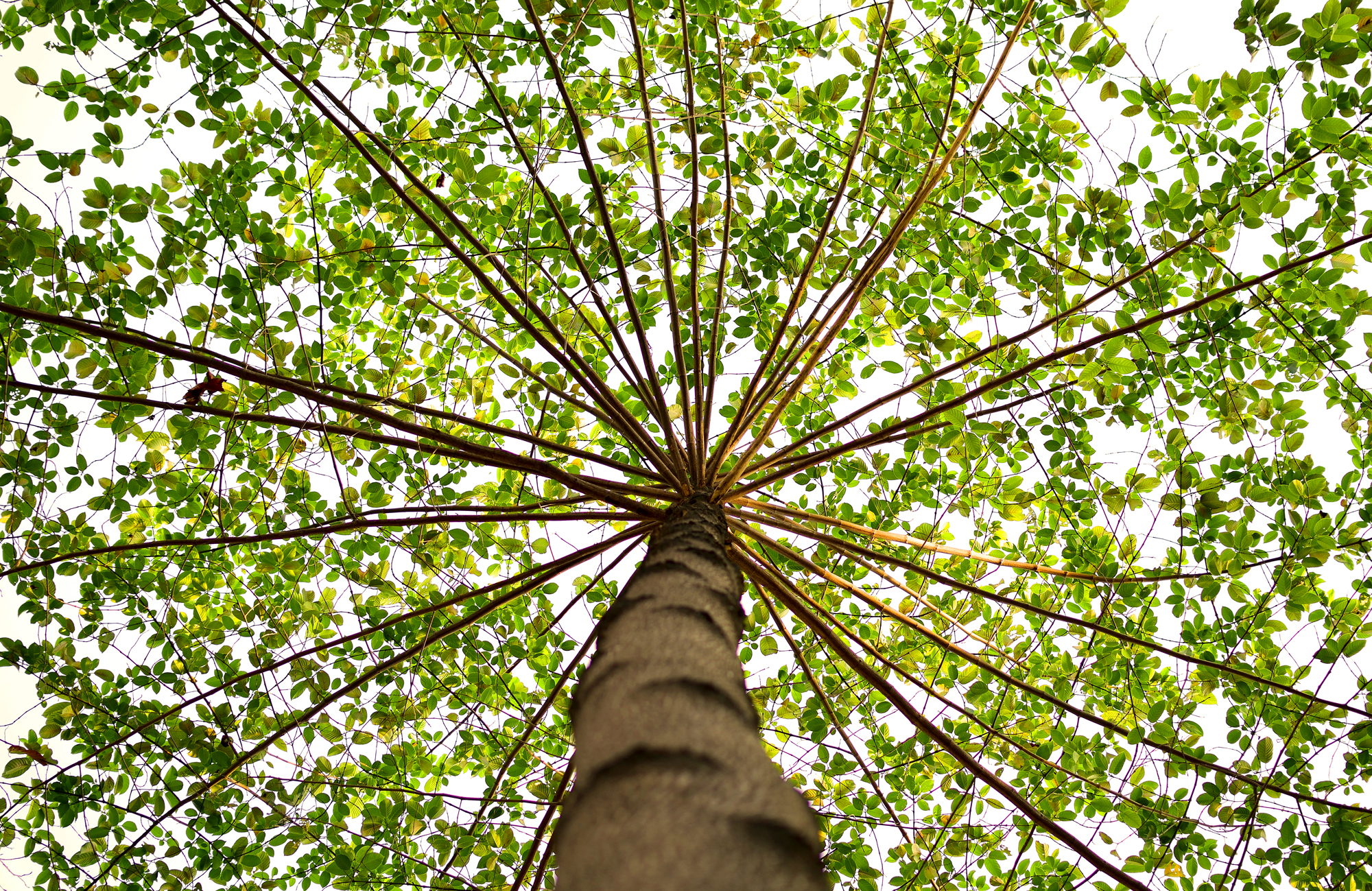 tree looking up.jpeg