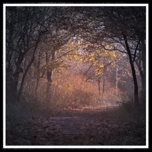 autumn-backlit-branch-226721.jpg