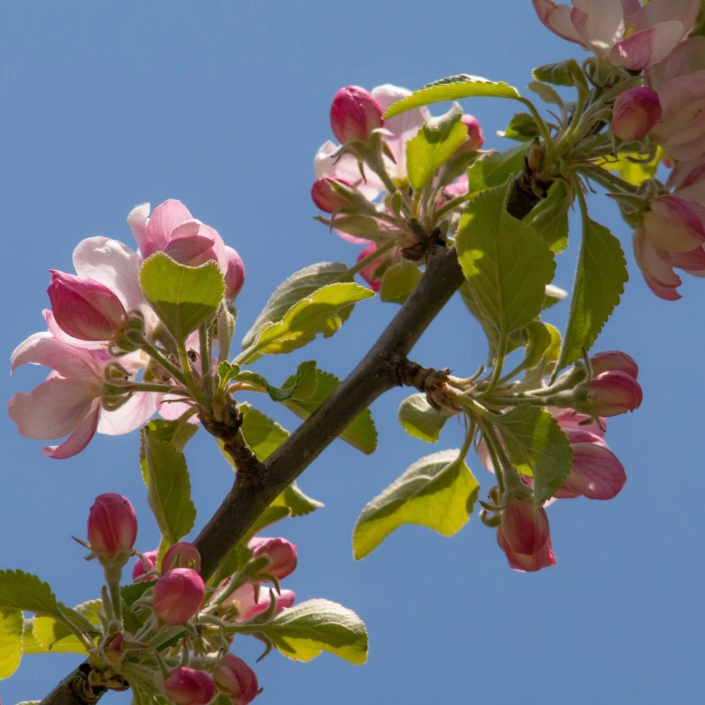 apple-blossom-736478.jpg